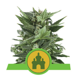 Royal Queen Seeds Royal Kush Automatic