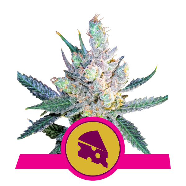 Royal Queen Seeds Royal Cheese - Fast Flowering