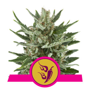 Royal Queen Seeds Speedy Chile - Fast Flowering
